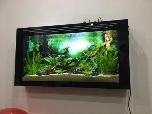 Bể cá treo tường đón tài lộc năm mới