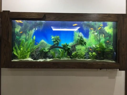 Bể cá treo tường tạo điểm nhấn đẹp