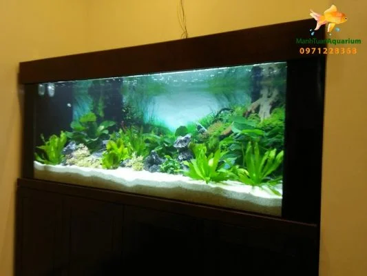 Bể thủy sinh cây thật đẹp cho nhà phố