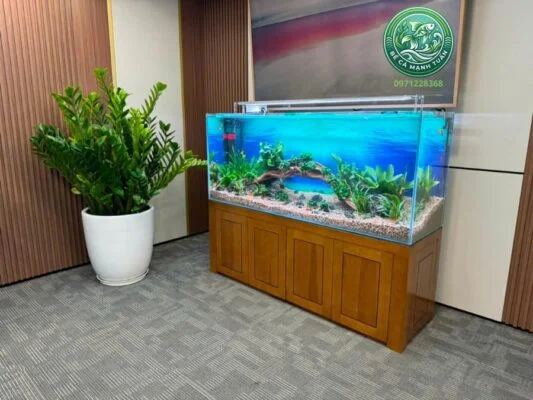 Bể thủy sinh Đại Cát cho văn phòng công nghệ