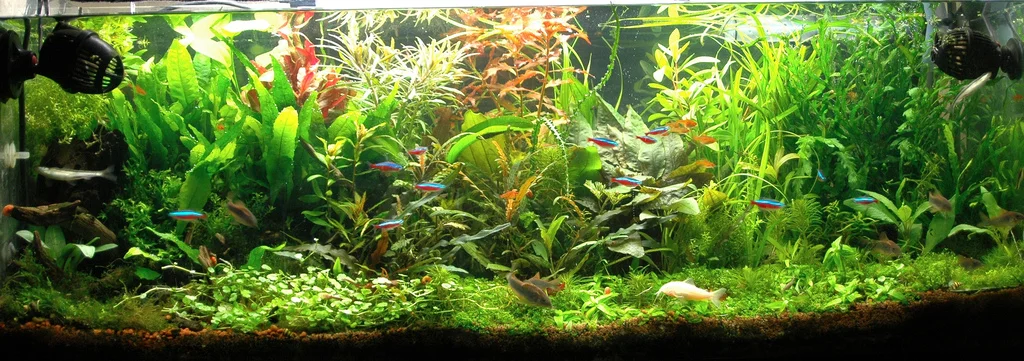 Cách chọn đầu sủi CO2 thủy sinh giúp hòa tan CO2 tối đa