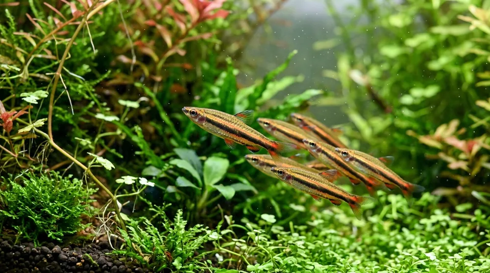Cách nuôi cá bút chì Nannostomus bơi nghiêng độc đáo