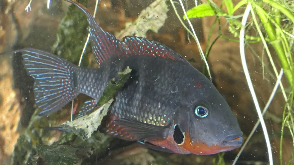 Cách nuôi cá cichlid miệng lửa Firemouth khỏe mạnh