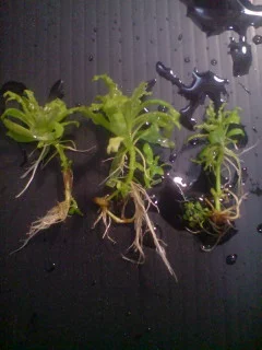 Cách trồng cây sao nhỏ Pogostemon helferi lá xoăn đẹp