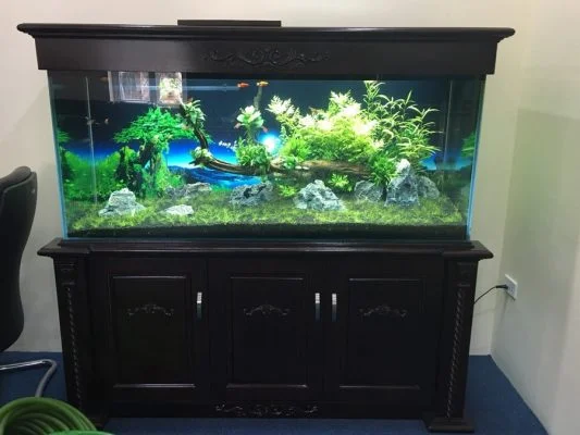 Bể thủy sinh chân gỗ sồi có nắp đẹp