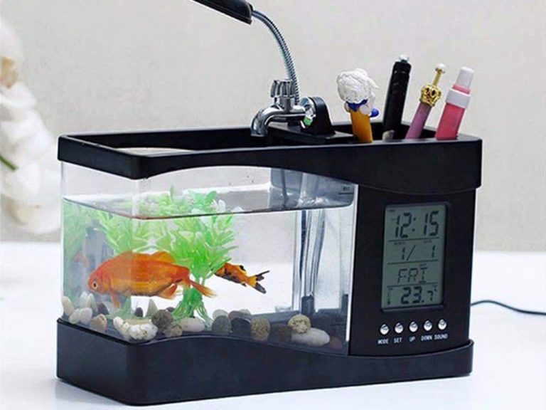 Mua bể cá cảnh mini tại Hà Nội