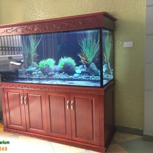 Bể cá rồng cao cấp nhà anh Khánh 1
