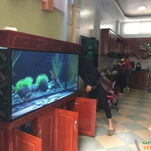 Bể cá rồng cao cấp nhà anh Khánh 3