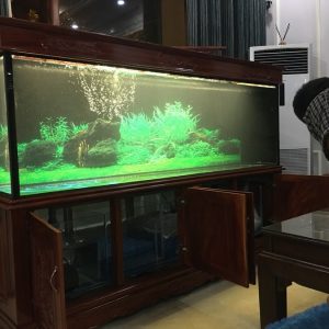 Bể cá rồng nhà anh Trọng TP Việt Trì 2