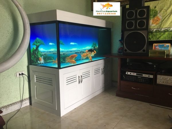 Bể cá rồng nhà anh Sơn Quốc Oai 1