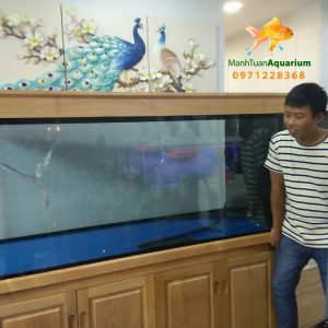 Bể cá rồng nhà anh Trung tại chung cư Nguyễn Tuân 2