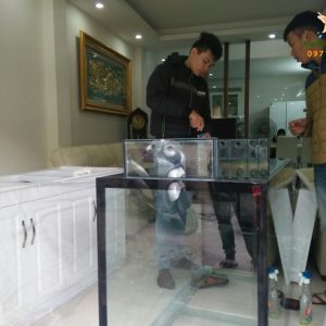 Bể cá rồng chị Hương nhà bán đảo Linh Đàm 2