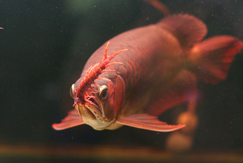 Cách nuôi cá rồng cao lưng hồng vỹ