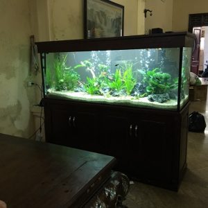 Bể cá thủy sinh bên Linh Hiệp Gia Lâm 1