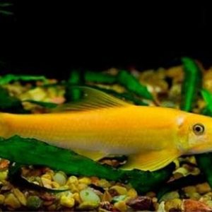 Cá bống vàng dọn bể 1