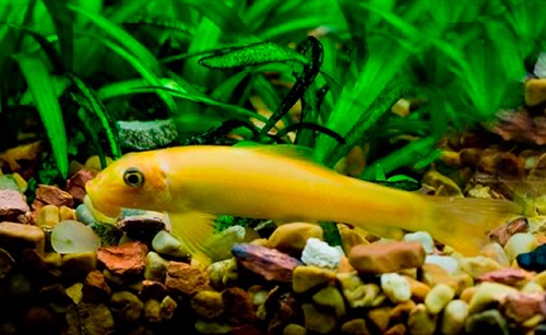 Cá bống vàng dọn bể 2