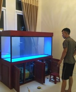 Thiết kế thi công hồ cá rồng chất lượng uy tín tại Hà Nội