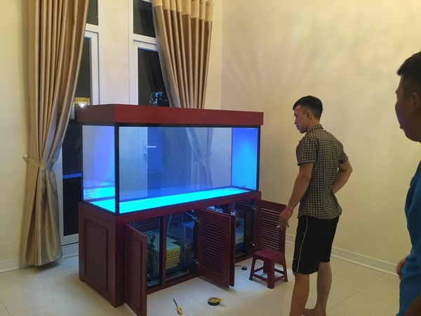 Thiết kế thi công hồ cá rồng chất lượng uy tín tại Hà Nội