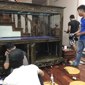 Bể cá rồng nhà anh Tú ở Long Biên Hà Nội