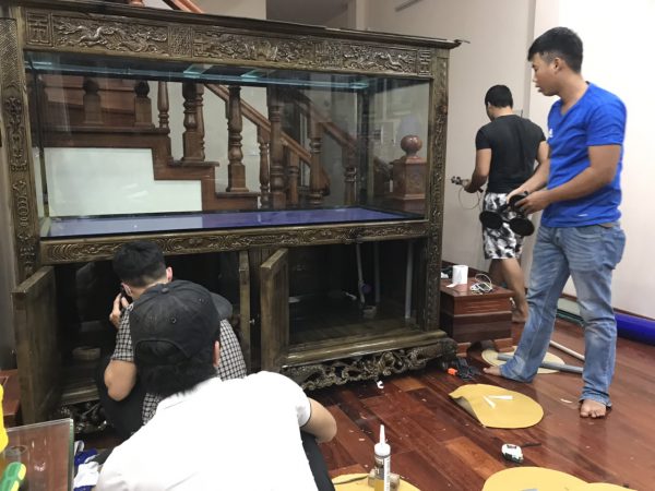 Bể cá rồng nhà anh Tú ở Long Biên Hà Nội