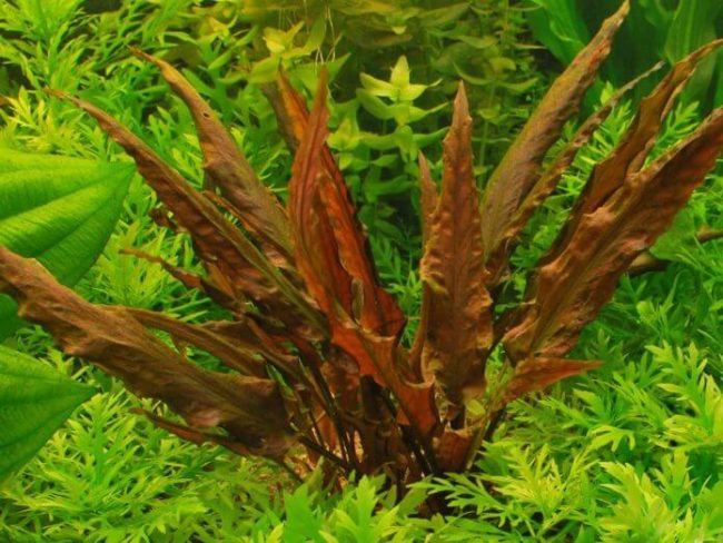 cây tiêu thảo nâu thủy sinh không cần Co2 dễ trồng
