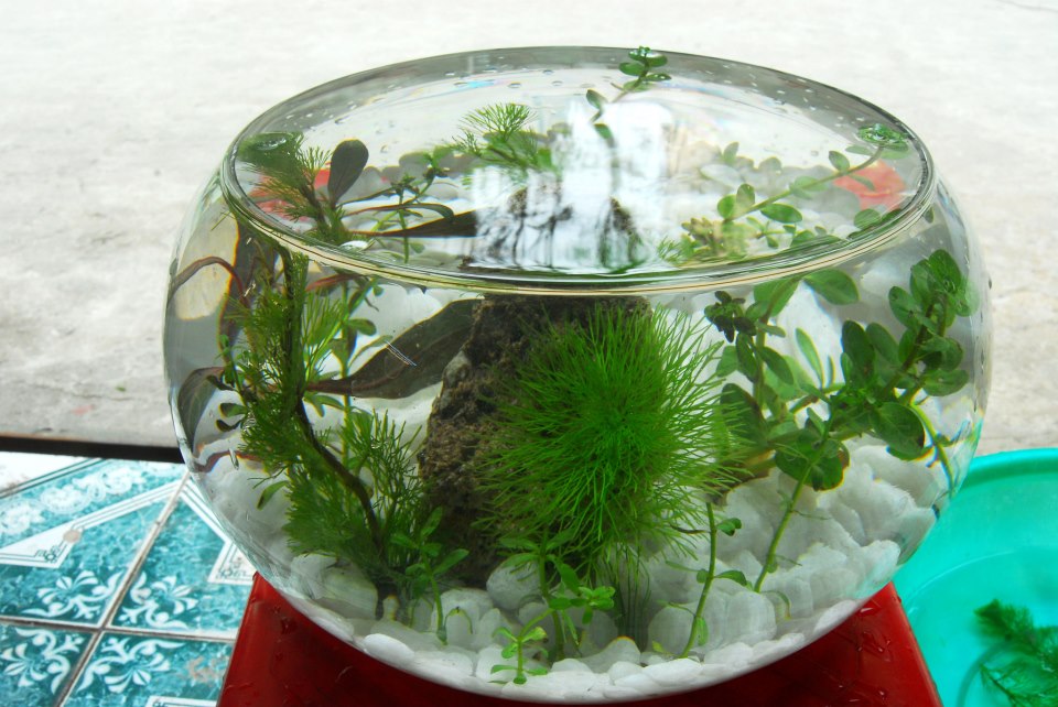 Bể cá đẹp trong nhà, bể cá mini, bể cá thủy sinh - Bể Cá Mạnh Tuấn